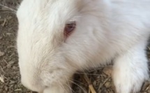 Des actes de cruauté et vol  dans un parc animalier à Aregno