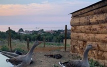 Le parc animalier d'Aregnu rouvrira ses portes ce mercredi 31 juillet