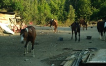 Deux chevaux morts et 10 en piteux état dans une pension équine de Haute-Corse