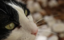 Les insolites de l'été : installée à Calenzana elle va récupérer dans la Drôme sa chatte Chanel, perdue un mois plus tôt 