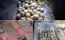 Des tortues marines "Caretta Caretta" naissent sur une plage de la Plaine orientale  :"Prévenez-nous"