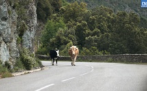 En Corse-du-Sud, l’Etat s’engage dans la lutte contre la divagation animale