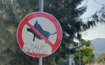 Les insolites de l'été : interdit aux sangliers