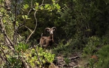 La photo du jour : le mouflon de Bonifatu