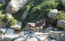 La photo du jour : Sumeri in Timozzu