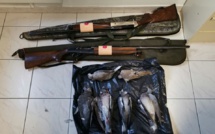 Ne tirez pas sur les pigeons et les tourterelles 