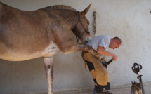 Maréchal ferrant, l’art et la manière de chausser les chevaux