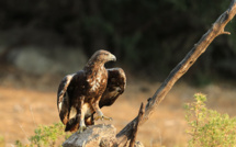 Les rapaces de Balagne avec l'association "Oiseaux de Corse"