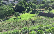 Récolte nocturne et clandestine à l'ortu di u cumunu d'Arghjusta è Muricciu 