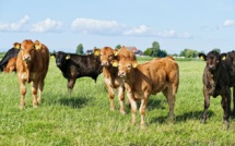 Le personnel de la chambre de l'agriculture de Corse du Sud inquiet face à la baisse de budget