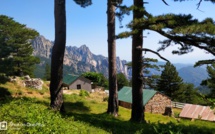 La photo du jour : sous les pins du col de Bavella