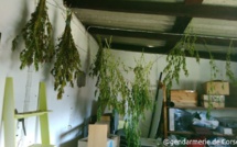 Propriano : Les gendarmes découvrent une véritable serre à cannabis 
