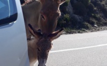 La photo du jour : En promenade sur la route du Val d'Ese