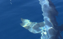 Un requin de plus de 2 mètres observé au large de Saleccia