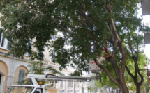 Environnement. Un diagnostic santé innovant pour deux micocouliers de Bastia