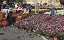 Marché du chrysanthème : la "loi de la jungle" à Bastia