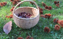 La photo du jour : C’est le moment de ramasser les châtaignes...
