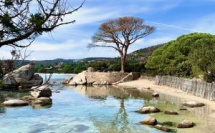 La photo du jour : Palombaggia,  la fin du célèbre pin parasol ?