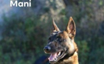 Ajaccio : qui a vu Mani ?