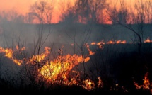 "Pression mafieuse" : Les premières réactions après l’incendie d'Olmeto