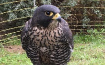 Quand "Apollo", le faucon gerfaut, veille sur le ciel de Lisula