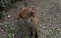 Bastia : quand les renards arrivent en ville