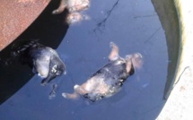 Ajaccio : des chiots noyés dans une cuve au Vazzio