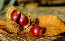 A chjama per a rinascita di u castagnetu : Un manifeste pour la relance durable de la culture du châtaignier en Corse