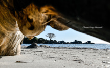 La photo du jour : la fin du pin de Tamaricciu