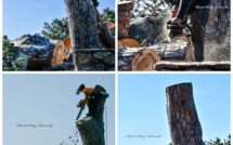 Porto-Vecchio :  pin de Tamaricciu, c'est fini