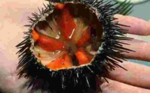 Oursins : ouverture le 15 Décembre en Corse