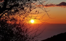 La photo du jour : l'olivier de Silgaghja, le Soleil, Monte Cristo