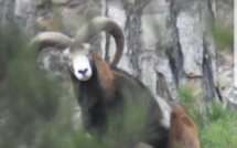 La photo du jour : Rencontre avec un mouflon corse