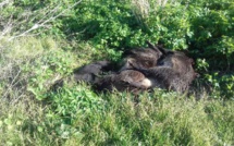 Bastia : des cadavres de sangliers à A Rinella