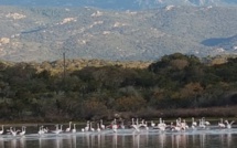 La photo du jour : les flamants roses de Pianottoli