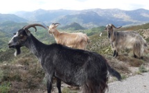 La météo du dimanche 12  janvier 2020 en Corse