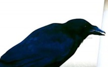 Tract anonyme de Porto-Vecchio : la LDH Corsica condamne