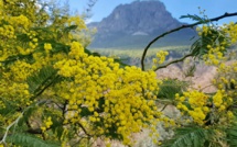La photo du jour : les premiers mimosas de  de Silgaghja