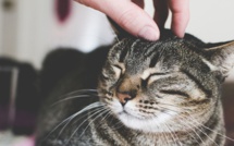 Bastia : Les pompiers sauvent le chat pris dans une courroie de transmission