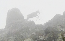 La photo du jour : le mouflon de Monte Padru