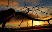 La photo du jour : Lever de soleil dans les buissons de Silgaghja