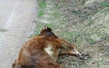 Une voiture heurte un bovin entre Cognocoli-Monticchi à Pila Canale