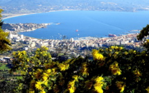 La photo du jour : le golfe d'Aiacciu, les mimosas, la Punta