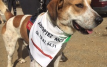 Corte : un dimanche sportif et canin pour l'édition 2020 de "Cani-marche &amp; Cani-course"