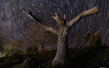 La photo du jour : le châtaignier de Zérubia 