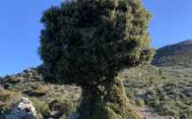 La photo du jour : le chêne d'Omessa