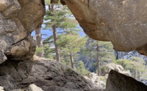 La photo du jour : La forêt de Forca