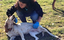 "Nos amis à quatre pattes" face au confinement et aux nouvelles mesures d'adoption