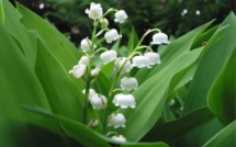 Coronavirus : Un 1er-Mai sans défilés ni clochettes 