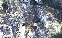 VIDEO - Galeria : le corbeau, le sanglier et le marcassin